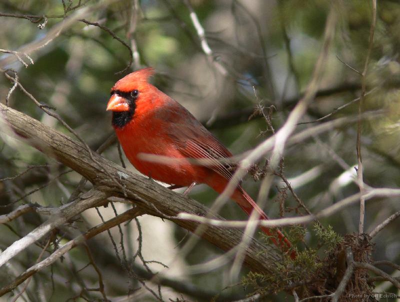 Northern Cardinal 